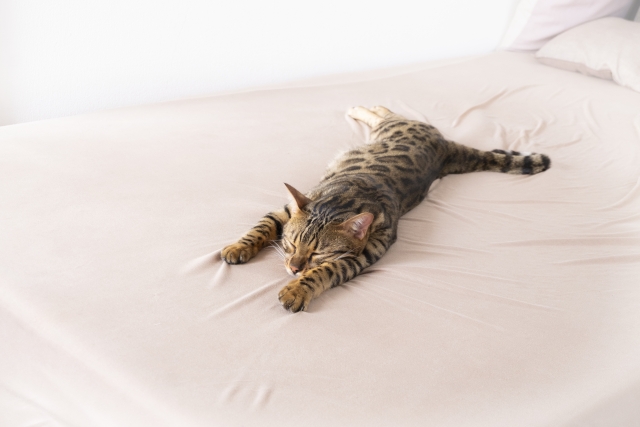 ベッドの上でくつろぐ猫の画像